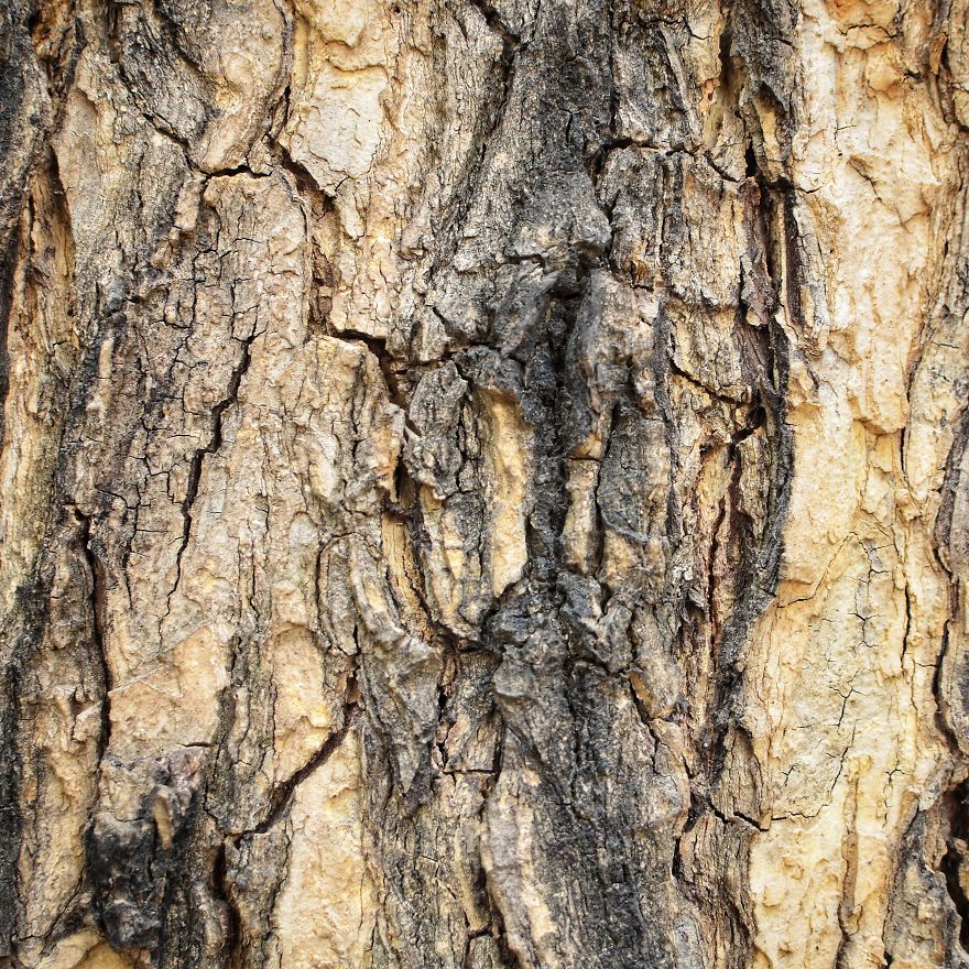 Tree Bark: Photographing Abstract Art...