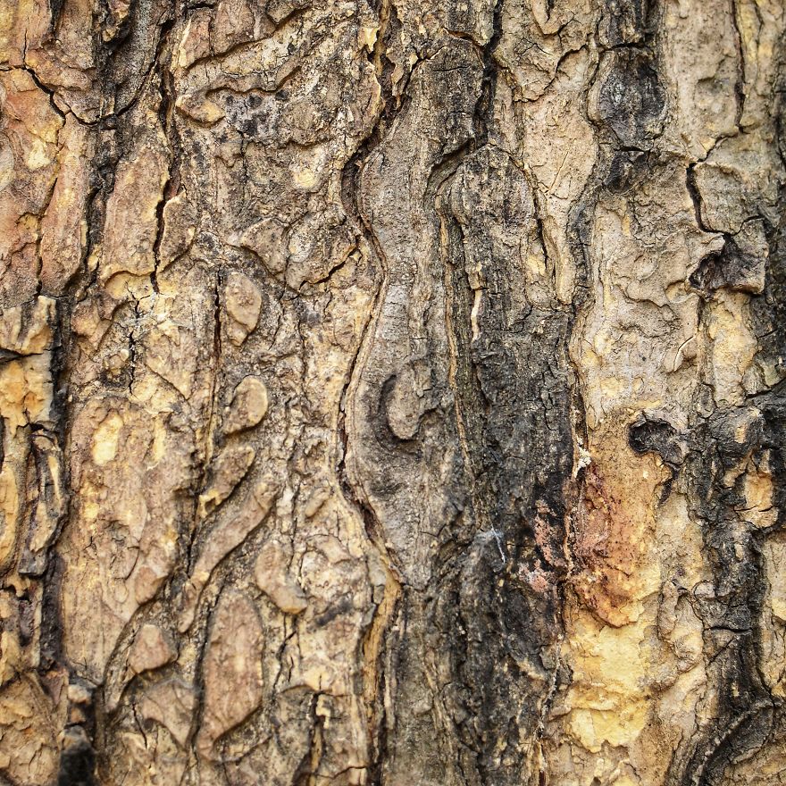 Tree Bark: Photographing Abstract Art...