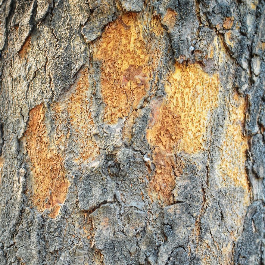 Tree Bark: Photographing Abstract Art...