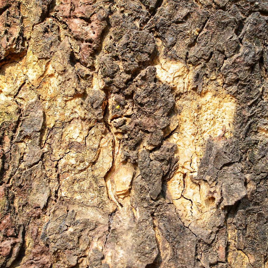 Tree Bark: Photographing Abstract Art...