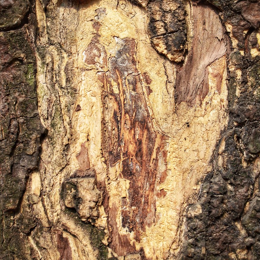 Tree Bark: Photographing Abstract Art...