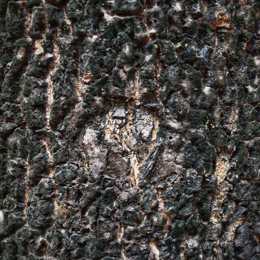 Tree Bark: Photographing Abstract Art...