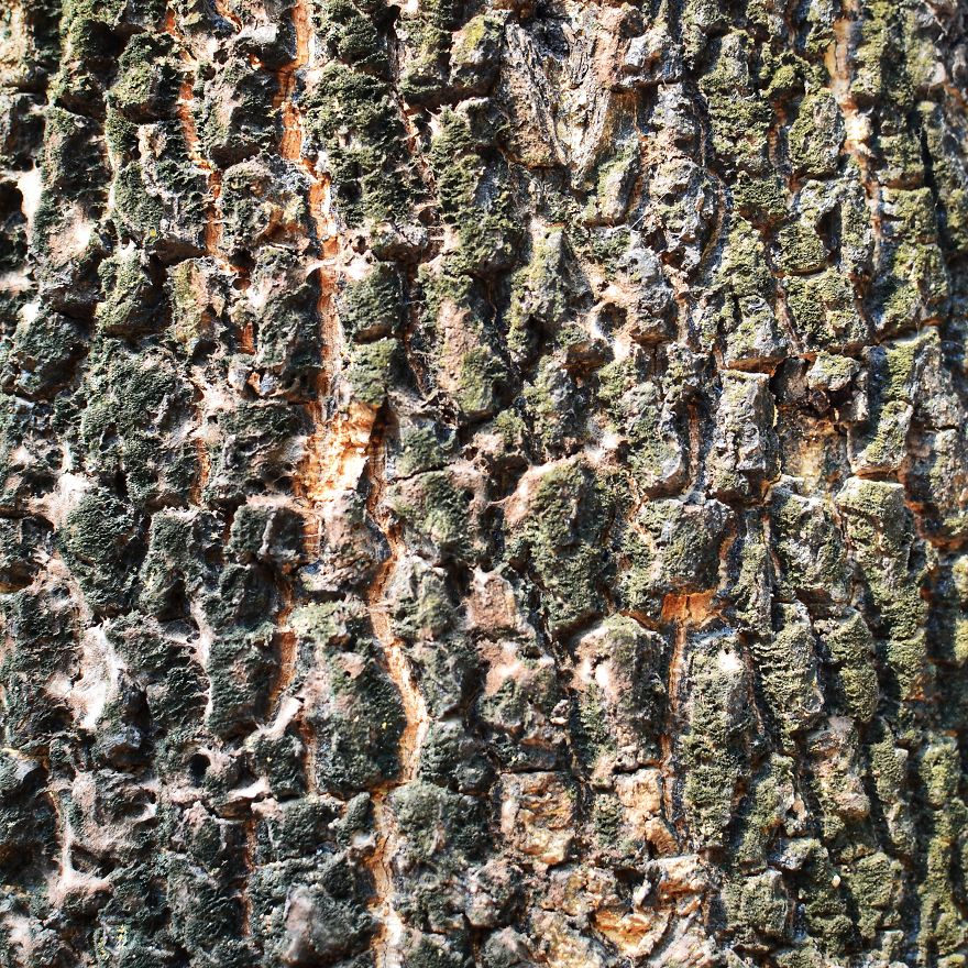 Tree Bark: Photographing Abstract Art...