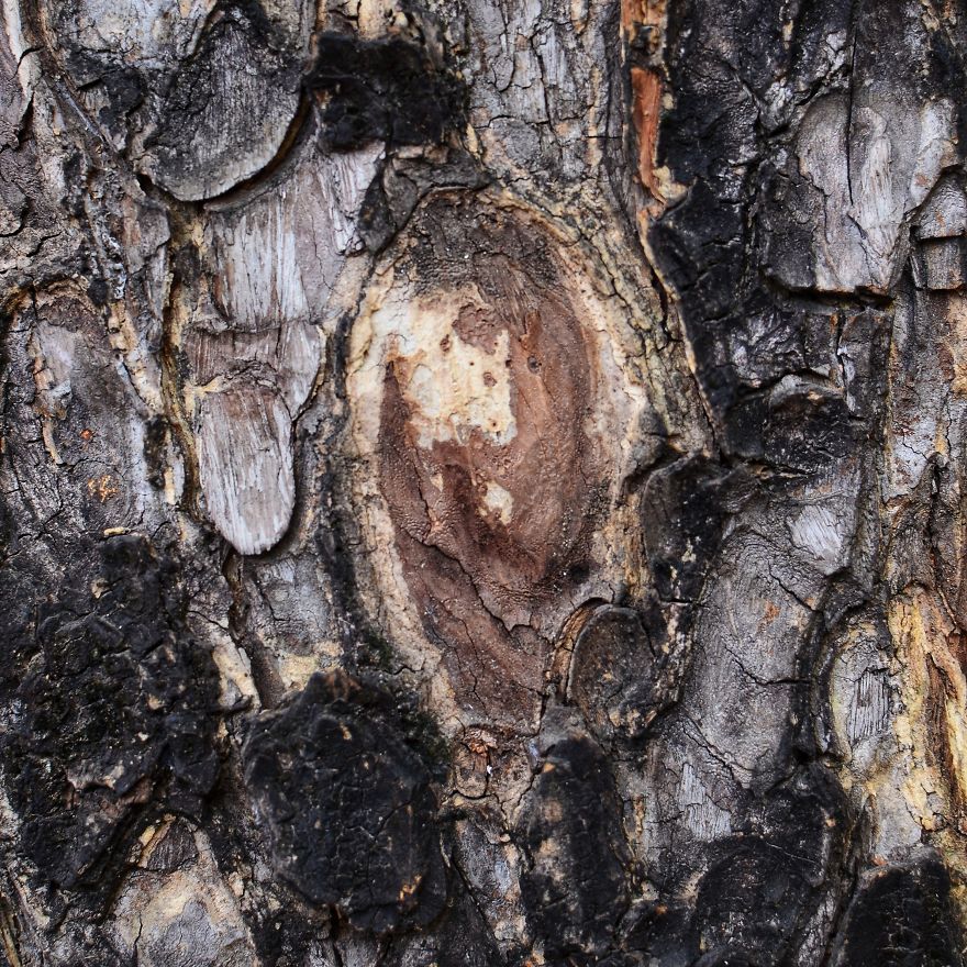 Tree Bark: Photographing Abstract Art...