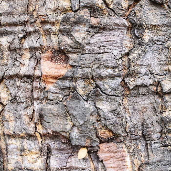Tree Bark: Photographing Abstract Art…