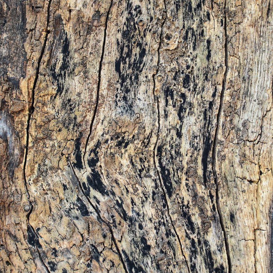 Tree Bark: Photographing Abstract Art...