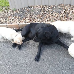 vanessicabloxgirl avatar