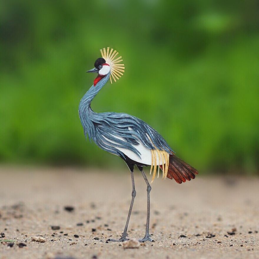 Grey Crowned Crane