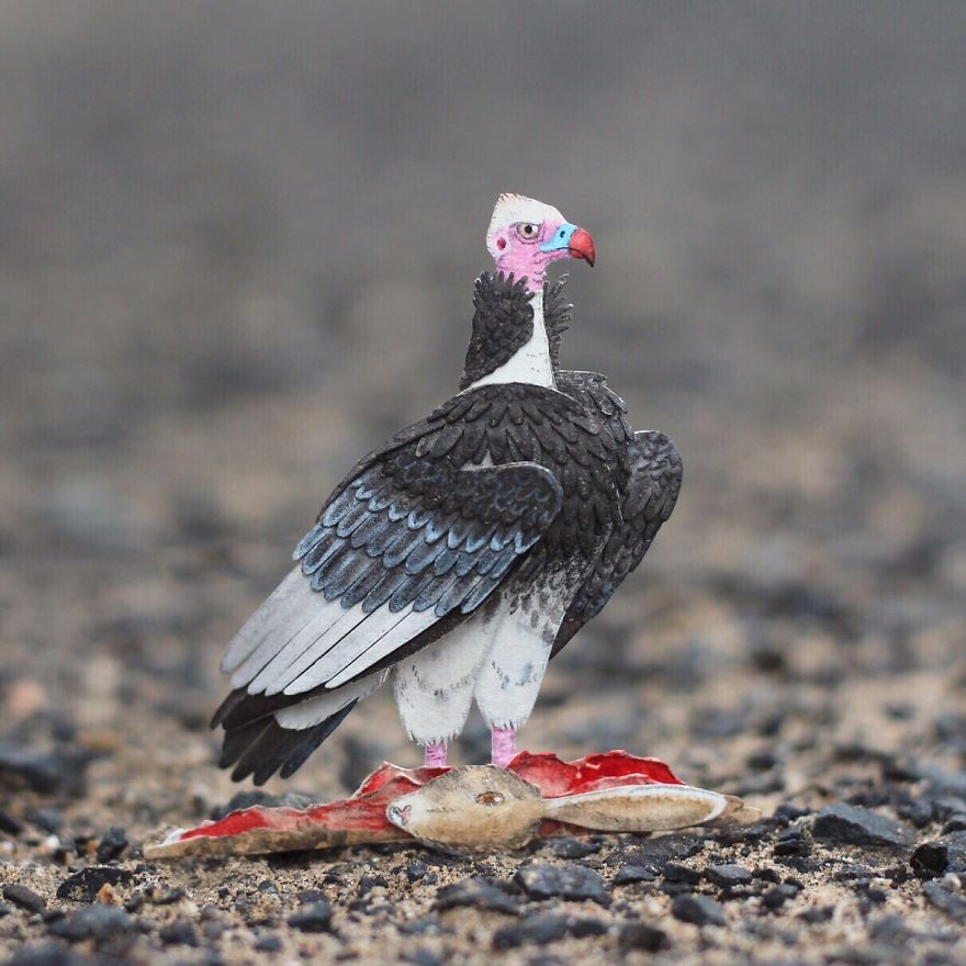 White Headed Vulture