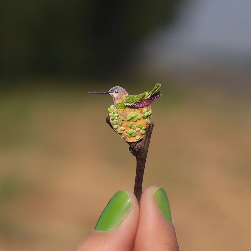Anna's Hummingbird