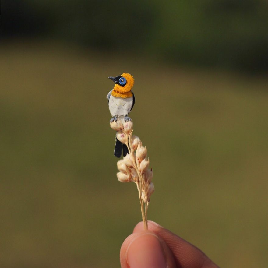 Ochre-Collared Monarch