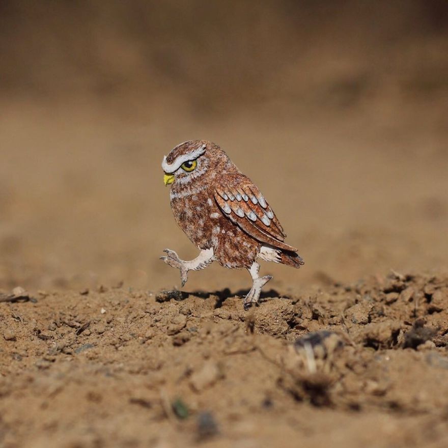 Burrowing Owl