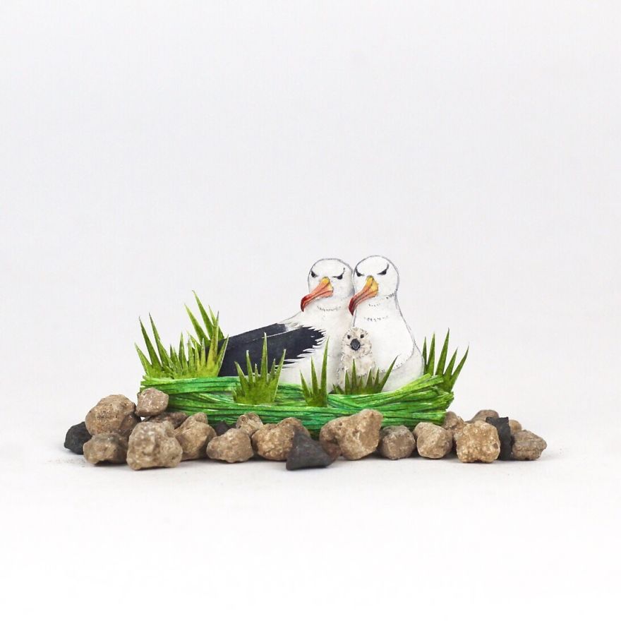 Black-Browed Albatross Family