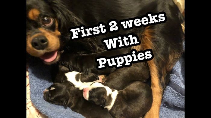Watch Cute Newborn Puppies Growing Up | First 2 Weeks