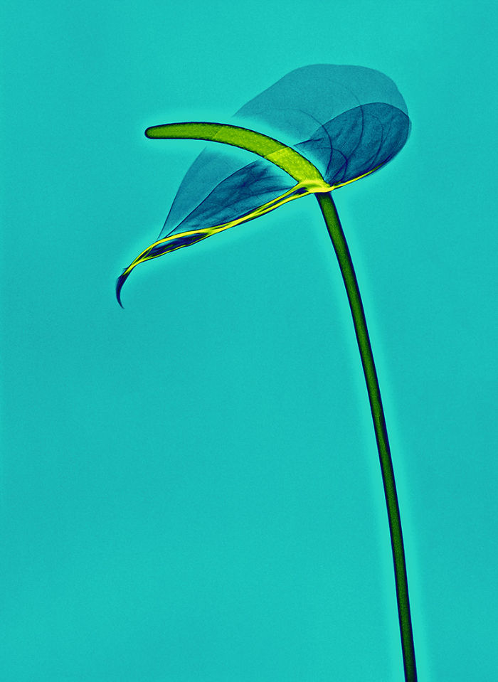 I Create Colourful Art By Using X-Rays!