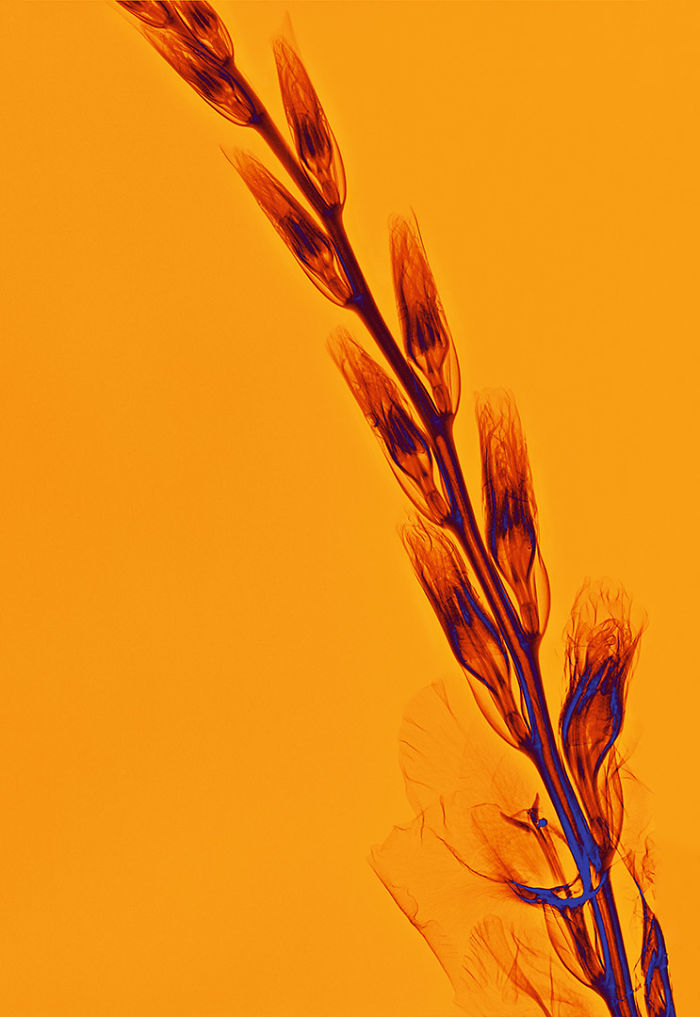 I Create Colourful Art By Using X-Rays!