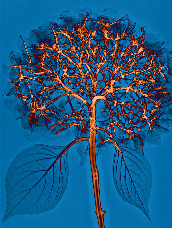 I Create Colourful Art By Using X-Rays!