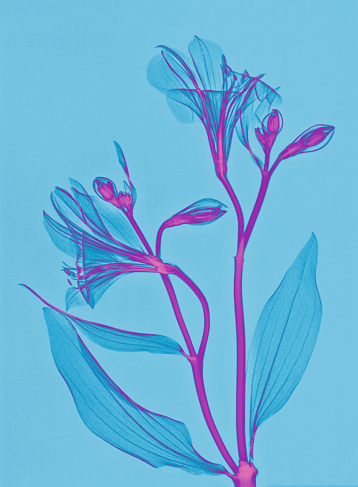 I Create Colourful Art By Using X-Rays!