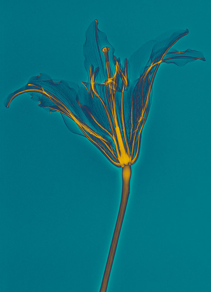 I Create Colourful Art By Using X-Rays!