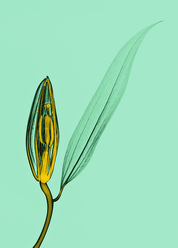 I Create Colourful Art By Using X-Rays!