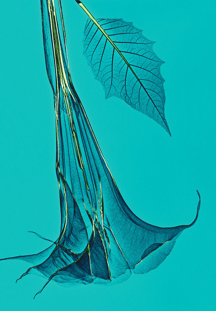 I Create Colourful Art By Using X-Rays!