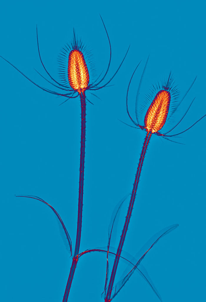 I Create Colourful Art By Using X-Rays!