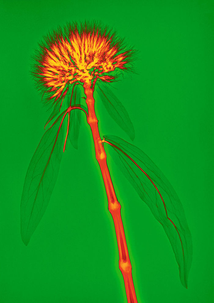 I Create Colourful Art By Using X-Rays!