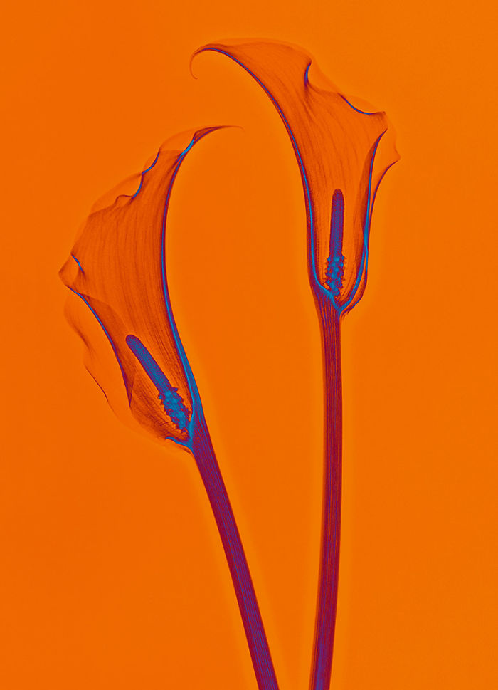 I Create Colourful Art By Using X-Rays!