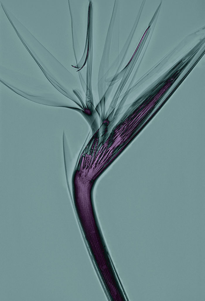 I Create Colourful Art By Using X-Rays!