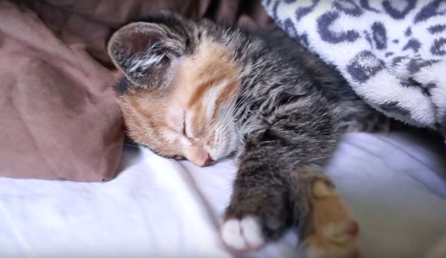 Little Maci, The 6 Weeks Old Kitten, Who Survived The Life-Threatening Disease Little Maci, The 6 Weeks Old Kitten, Who Survived The Life-Threatening Disease