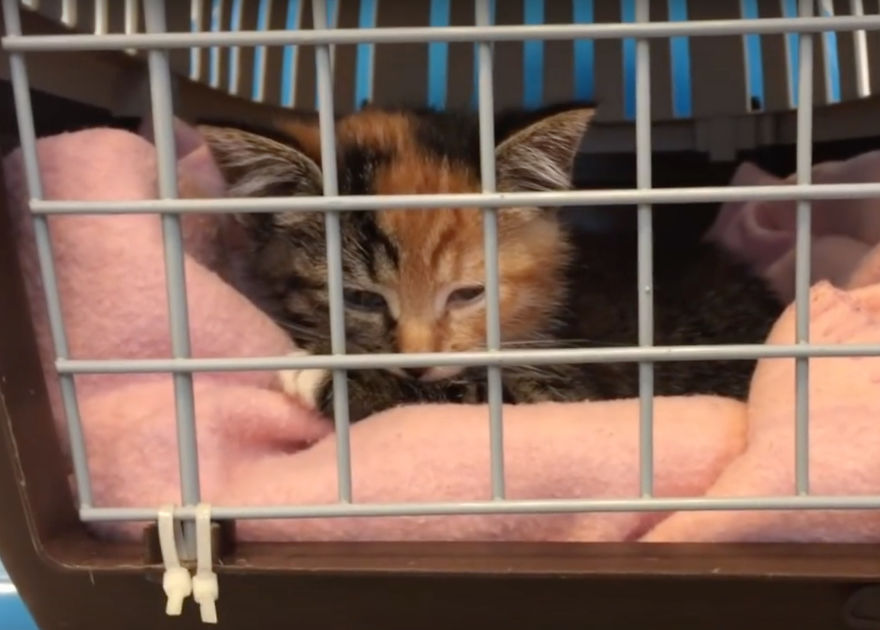 Little Maci, The 6 Weeks Old Kitten, Who Survived The Life-Threatening Disease Little Maci, The 6 Weeks Old Kitten, Who Survived The Life-Threatening Disease