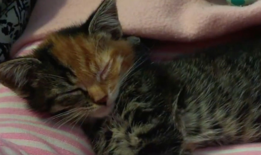Little Maci, The 6 Weeks Old Kitten, Who Survived The Life-Threatening Disease Little Maci, The 6 Weeks Old Kitten, Who Survived The Life-Threatening Disease