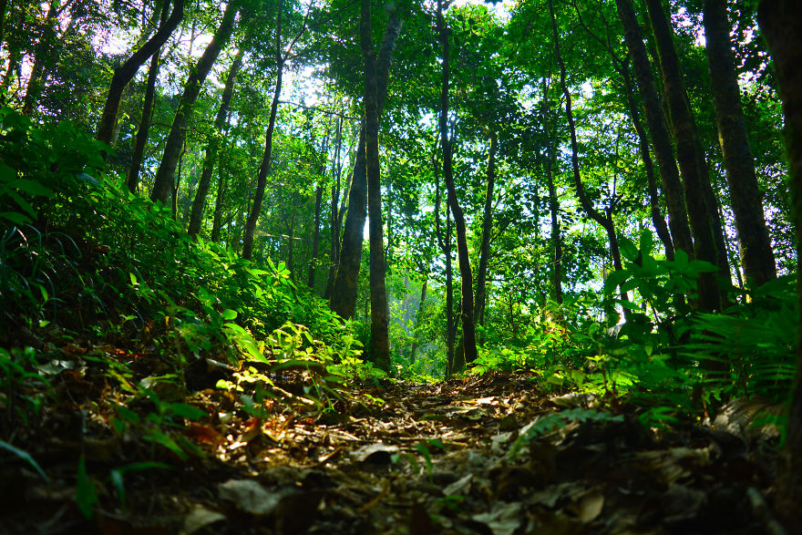 Nature Photography From Darjeeling, West Bengal, And India (24 Pics)