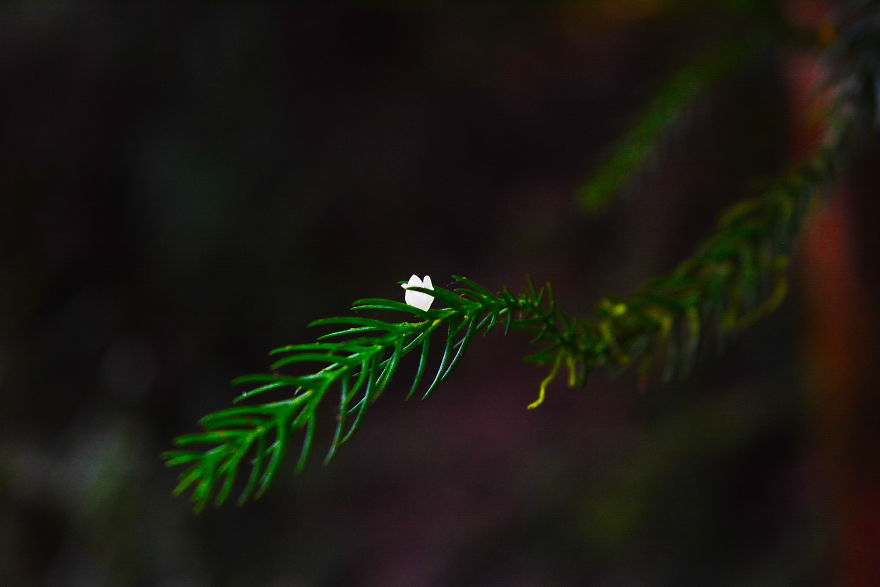 Nature Photography From Darjeeling, West Bengal, And India (24 Pics)