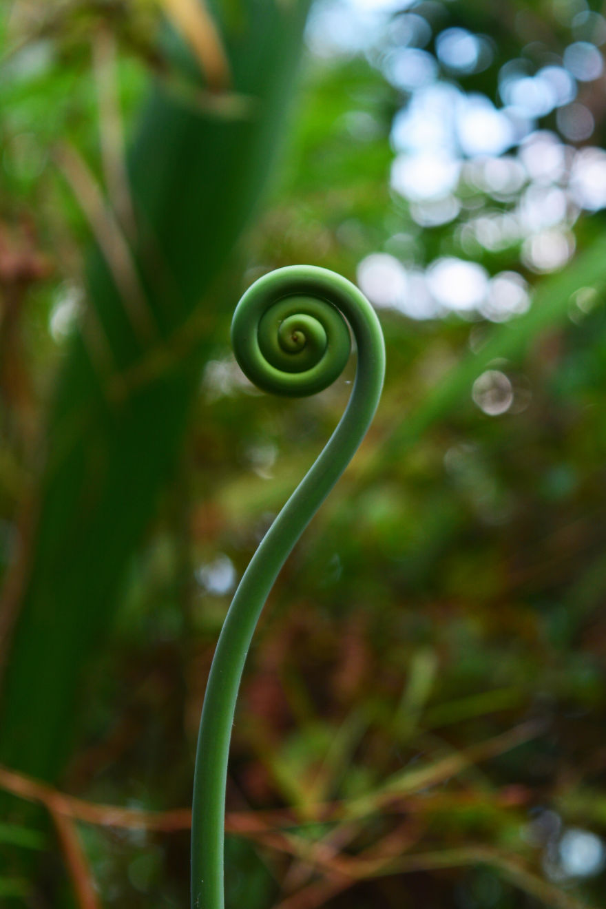 Nature Photography From Darjeeling, West Bengal, And India (24 Pics)