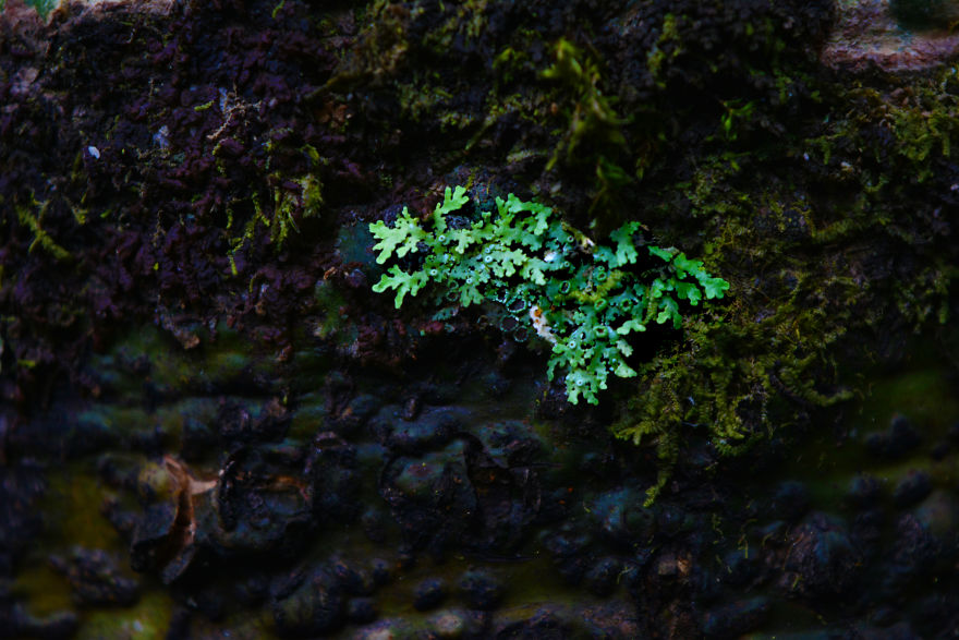 Nature Photography From Darjeeling, West Bengal, And India (24 Pics)