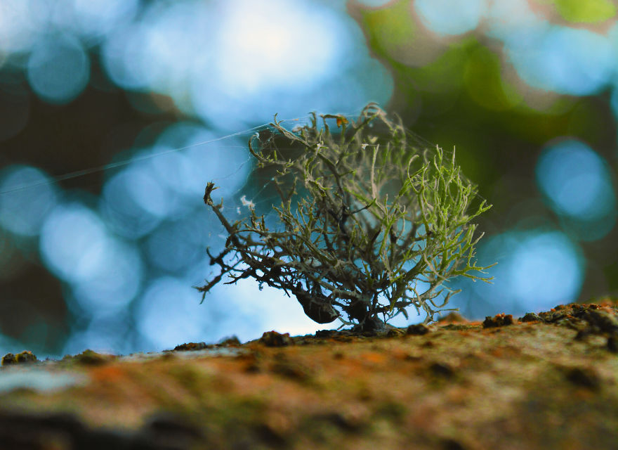 Nature Photography From Darjeeling, West Bengal, And India (24 Pics)