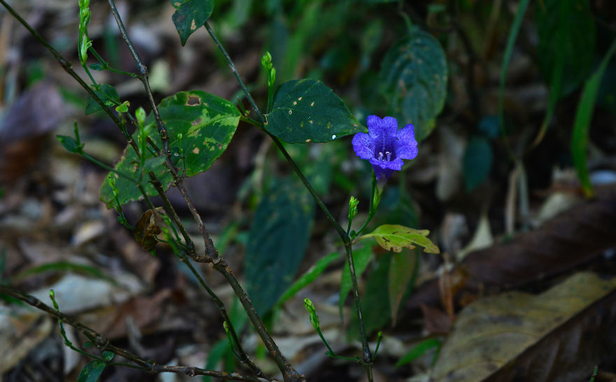 Nature Photography From Darjeeling, West Bengal, And India (24 Pics)