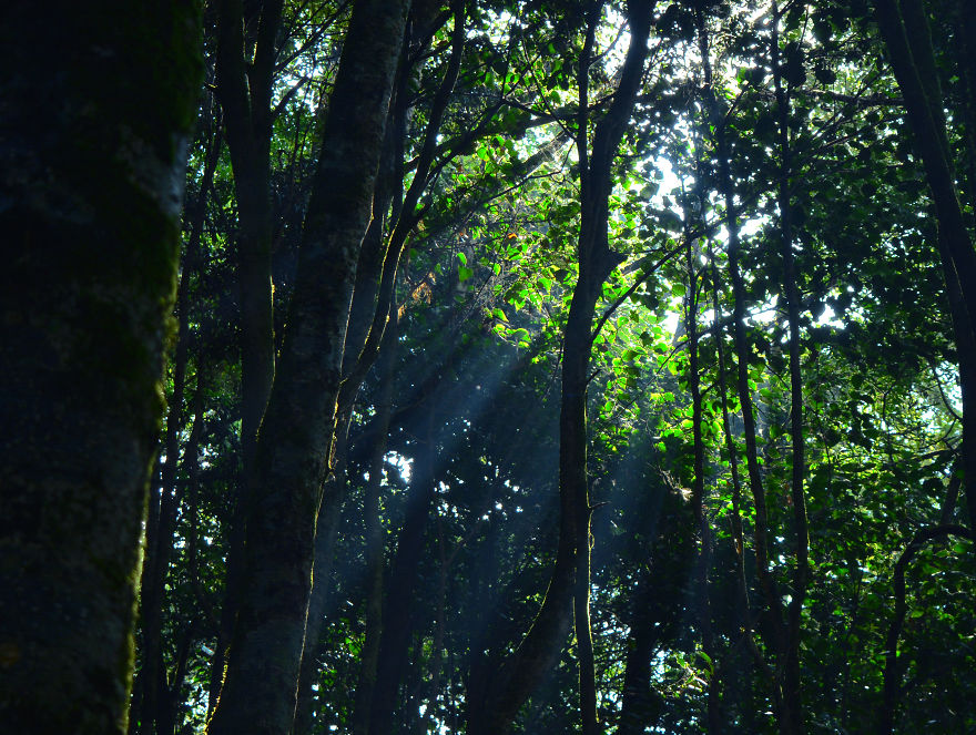 Nature Photography From Darjeeling, West Bengal, And India (24 Pics)