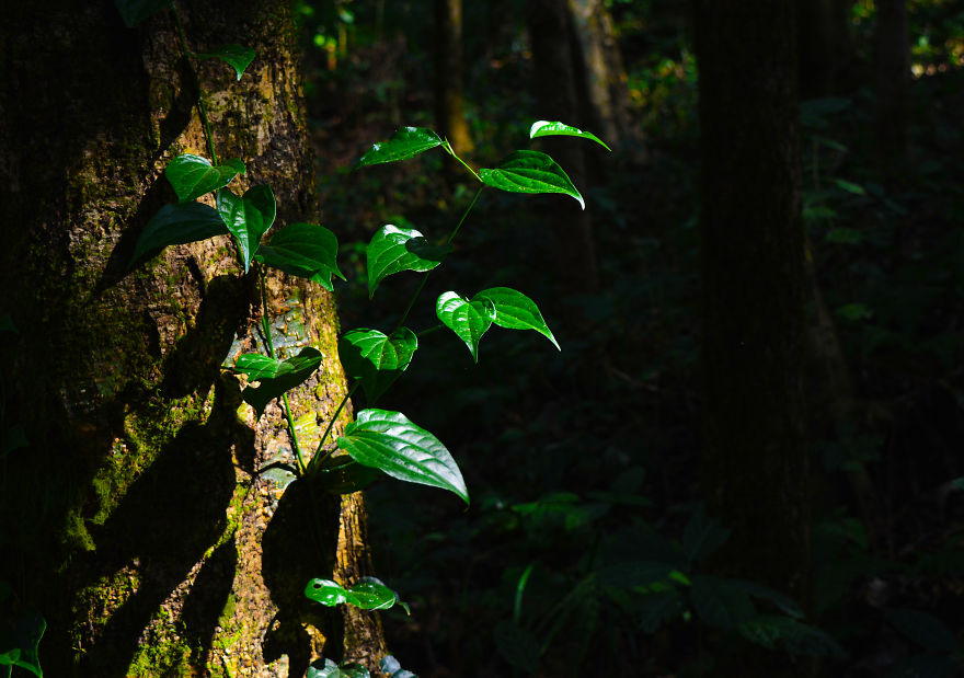 Nature Photography From Darjeeling, West Bengal, And India (24 Pics)