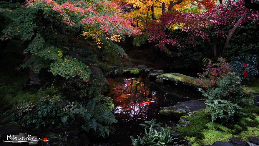 I Captured The Beautiful Fall In Kyoto