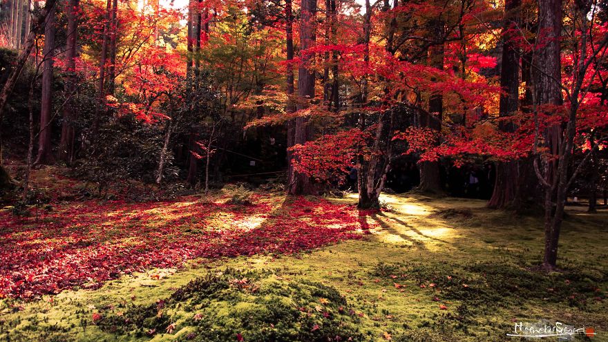 I Captured The Beautiful Fall In Kyoto