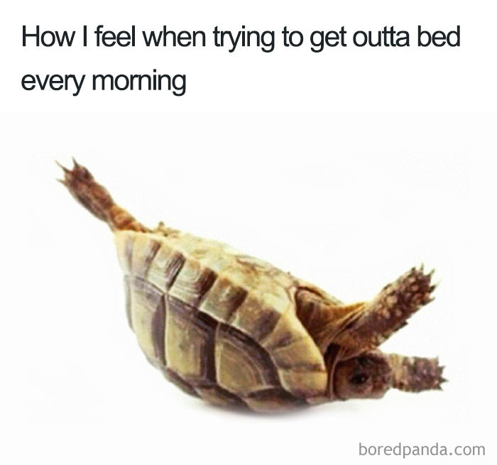 Pregnancy meme featuring a turtle on its back, humorously depicting the struggle of getting out of bed.