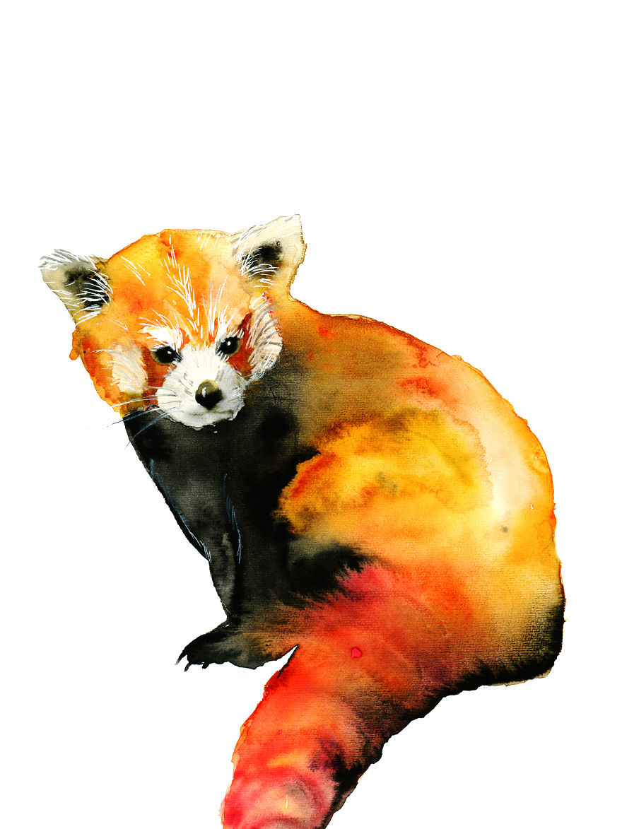 Red Panda