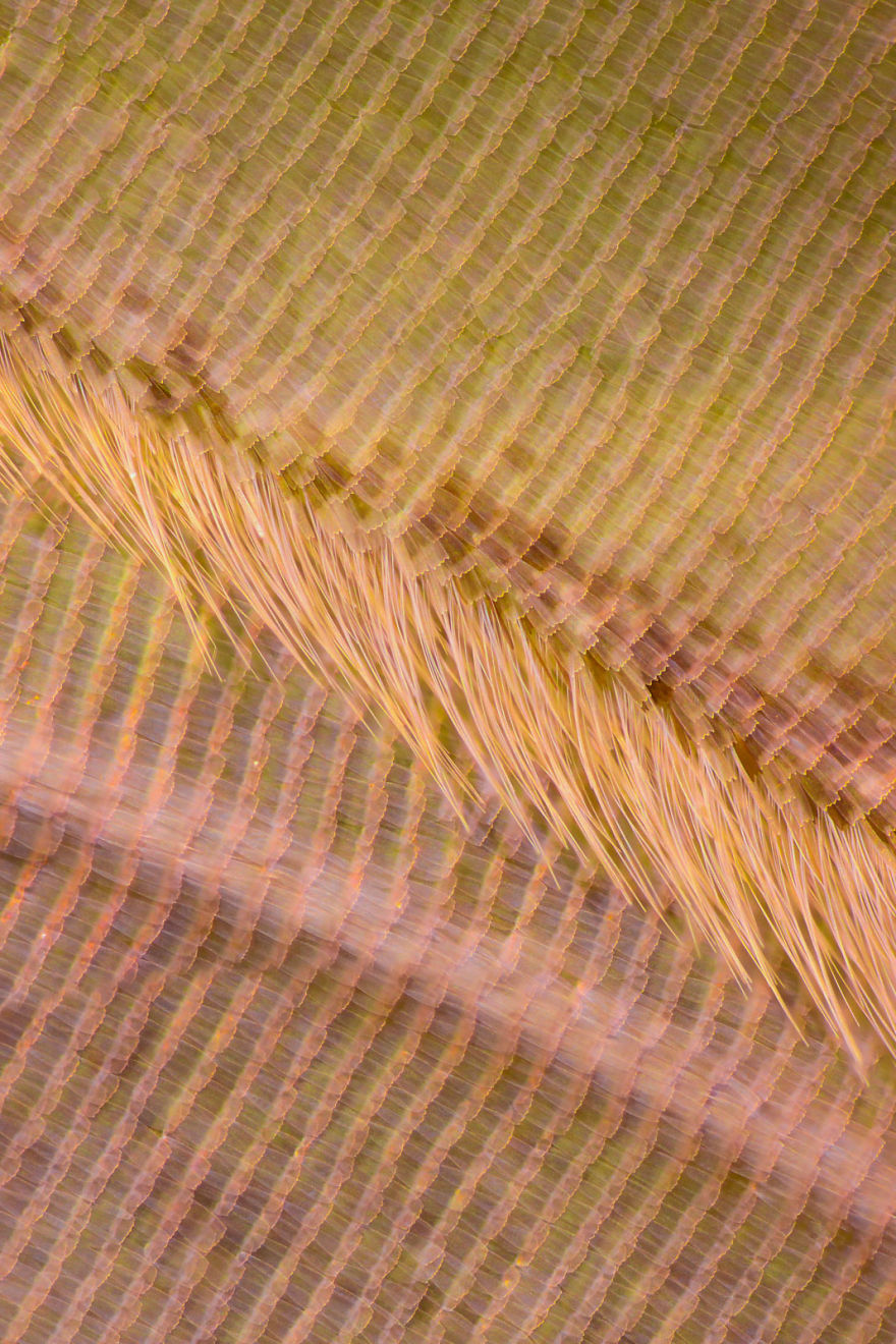I Combine Thousands Of Photos To Create One Image Of A Butterfly Wing