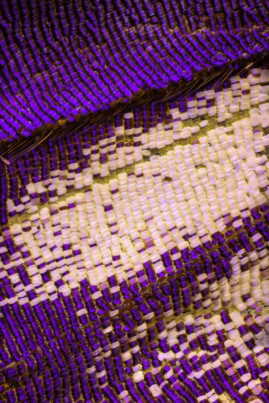 I Combine Thousands Of Photos To Create One Image Of A Butterfly Wing I Combine Thousands Of Photos To Create One Image Of A Butterfly Wing