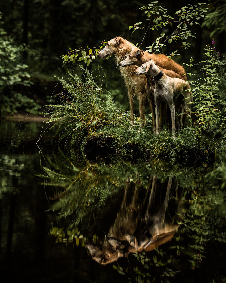 Sighthound Squad Photographic Journey Across Lithuania