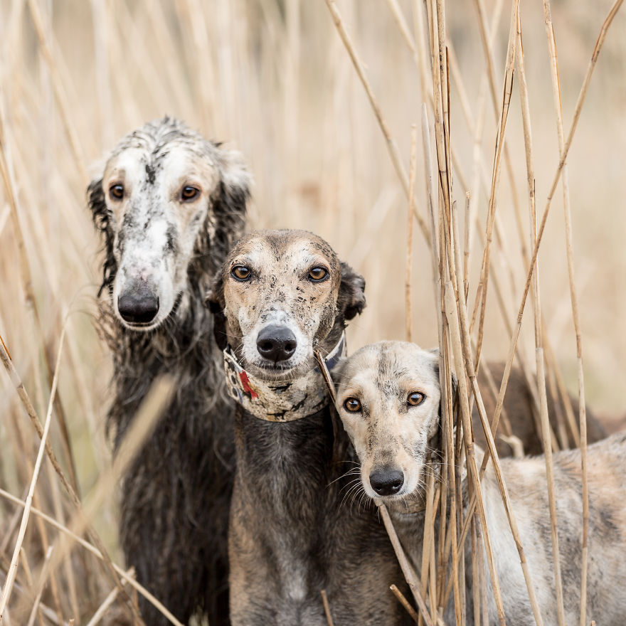 Sighthound Squad Photographic Journey Across Lithuania