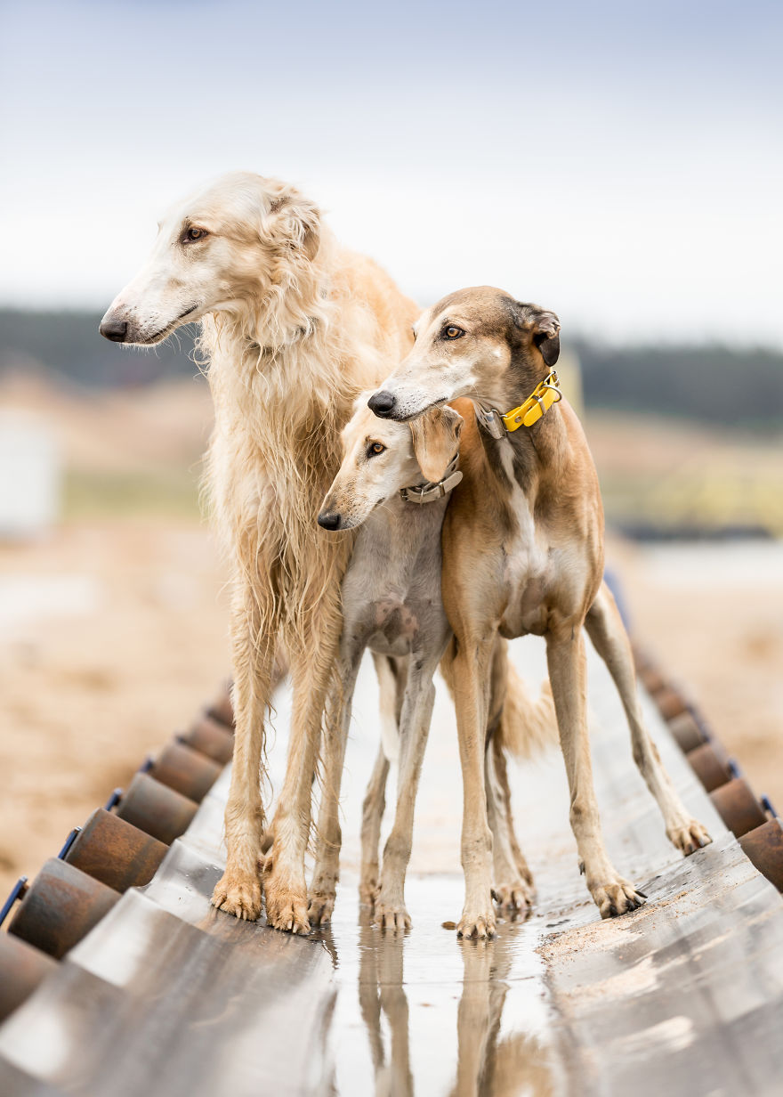 Sighthound Squad Photographic Journey Across Lithuania
