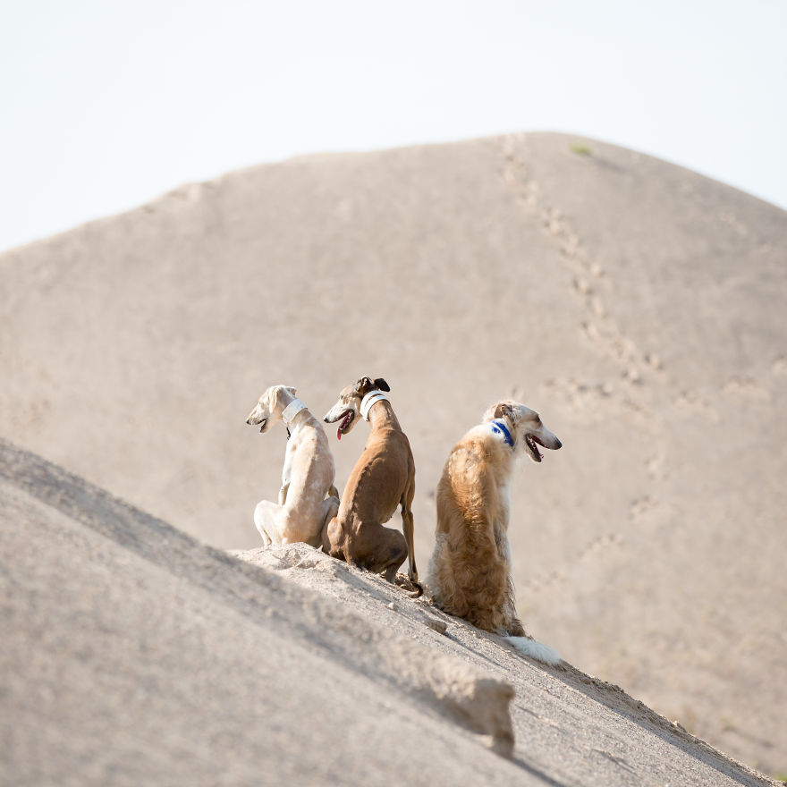 Sighthound Squad Photographic Journey Across Lithuania